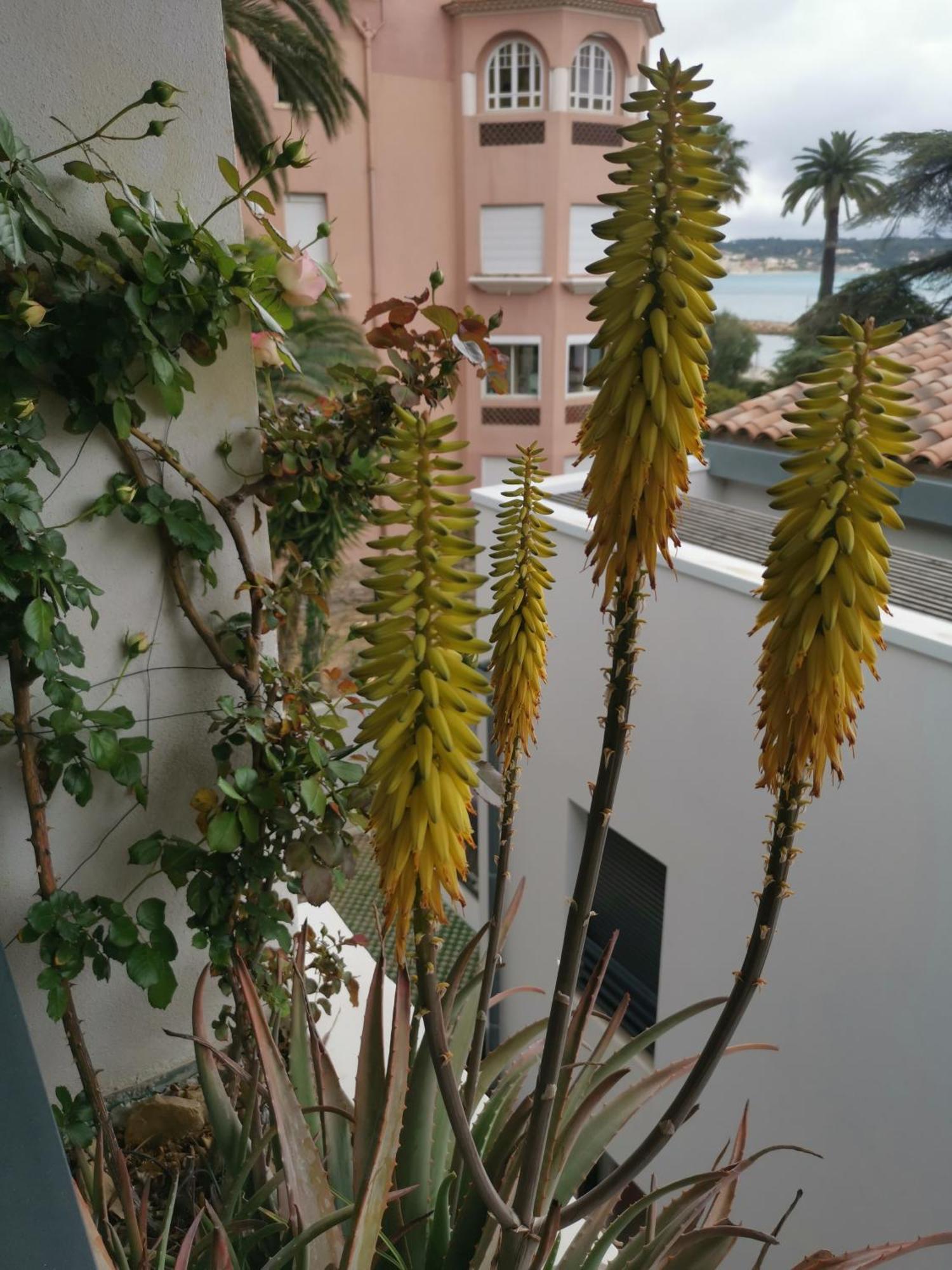 Ofdl B T1 Bandol - Briotine Foyalais Apartment Exterior photo